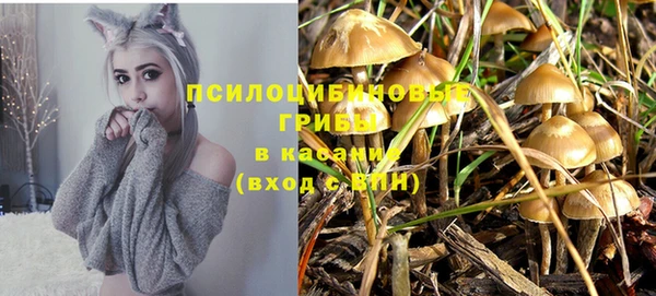 ГАЛЛЮЦИНОГЕННЫЕ ГРИБЫ Горно-Алтайск
